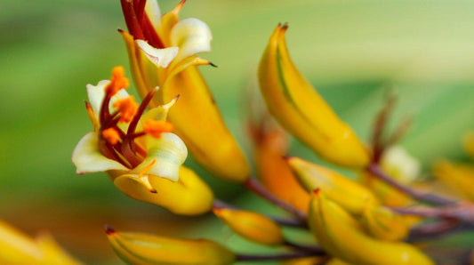 How to achieve youthful skin with New Zealand native botanicals - Antipodes Australia